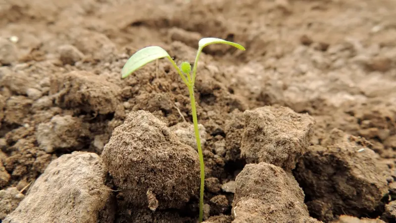 A single seedling with two leaves growing out of bare tilled soil